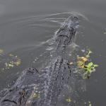 OTRA2014_1619 (September 03, 2014)